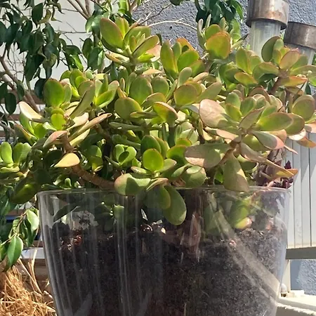 아파트 Spacieux Confort Cite Imperiale *