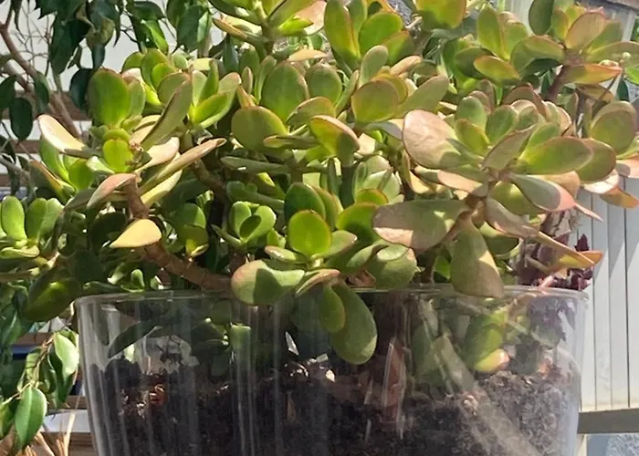 Apartamento Spacieux Confort Cite Imperiale *